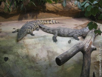 Des crocodiles du Nil ! Wa-ouh !